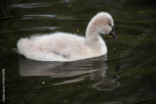 A close up of a Black Swan Cygnet