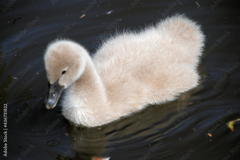 A close up of a Black Swan Cygnet A close up of a Black Swan Cygnet