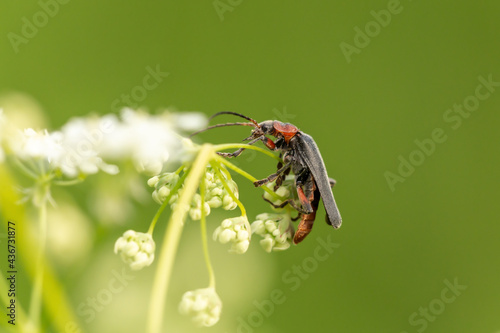close up of a soldier beetle on a wildflower, cantharis