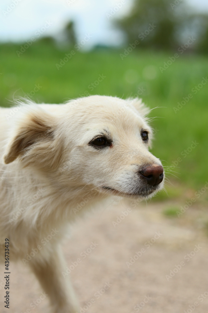 Light-colored dog, a beautiful dog with a blurred background Light-colored dog, a beautiful dog with a blurred background