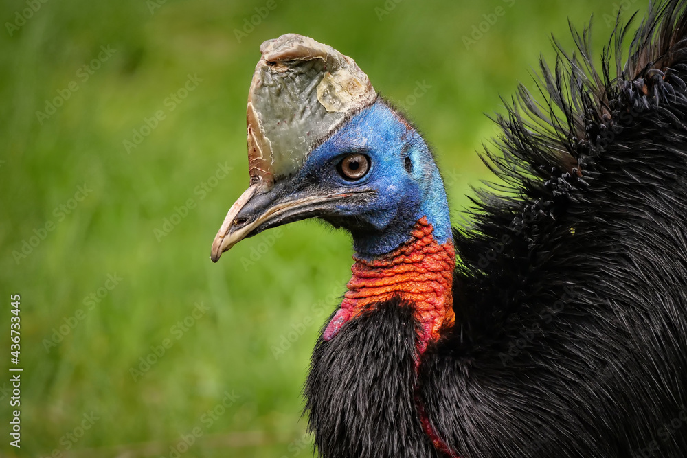 Fototapeta premium Kasuar: Portrait vom Rothalskasuar, casuarius unappendiculatus, mit grünem hintergrund