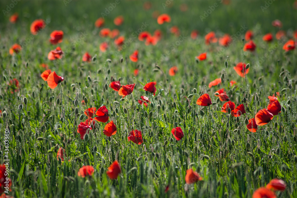 View of poppies fields background