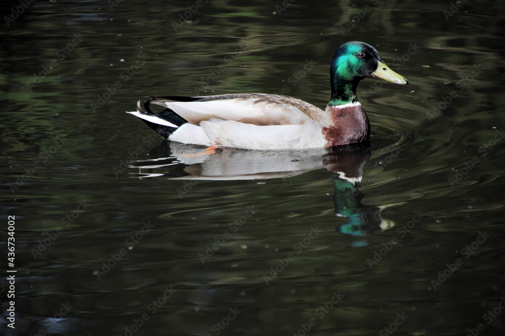 Fototapeta premium A close up of a Mallard Duck
