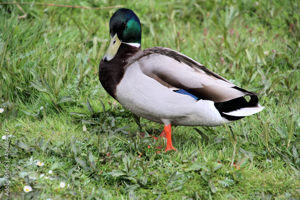 A close up of a Mallard Duck