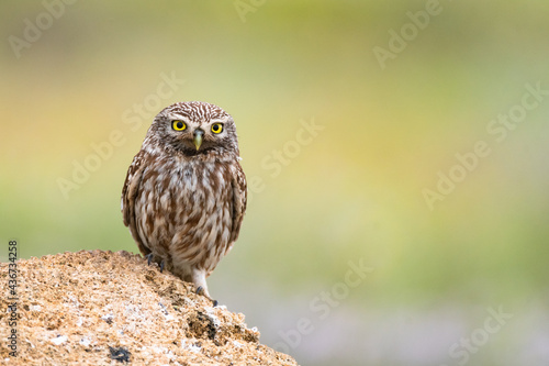 Little owl Athene noctua hides in the rocks and looks forward