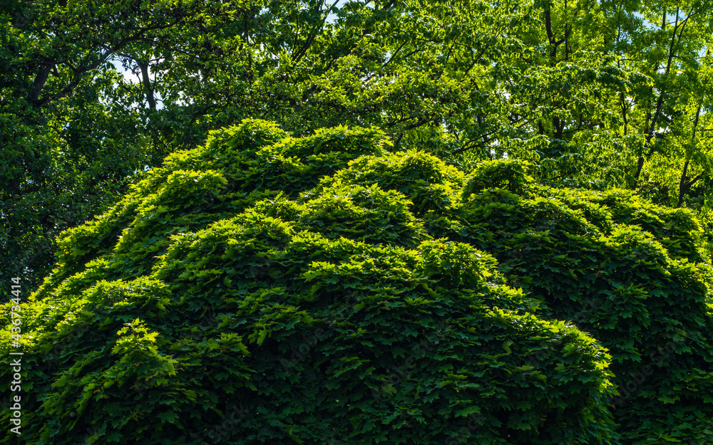 Obraz premium Spring sketch: sunlit lush green crown of tree, green trees in background