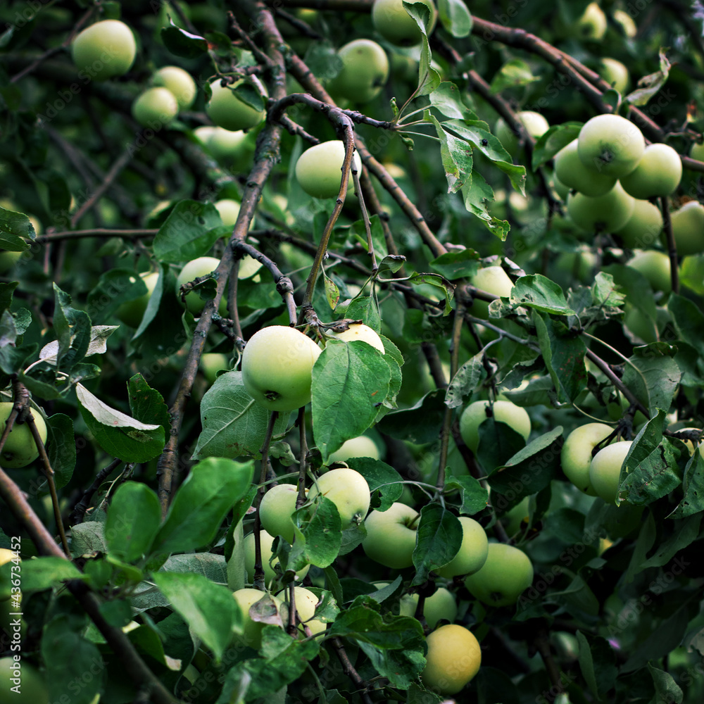 Green apples on a branch. Apple tree strewn with apples.