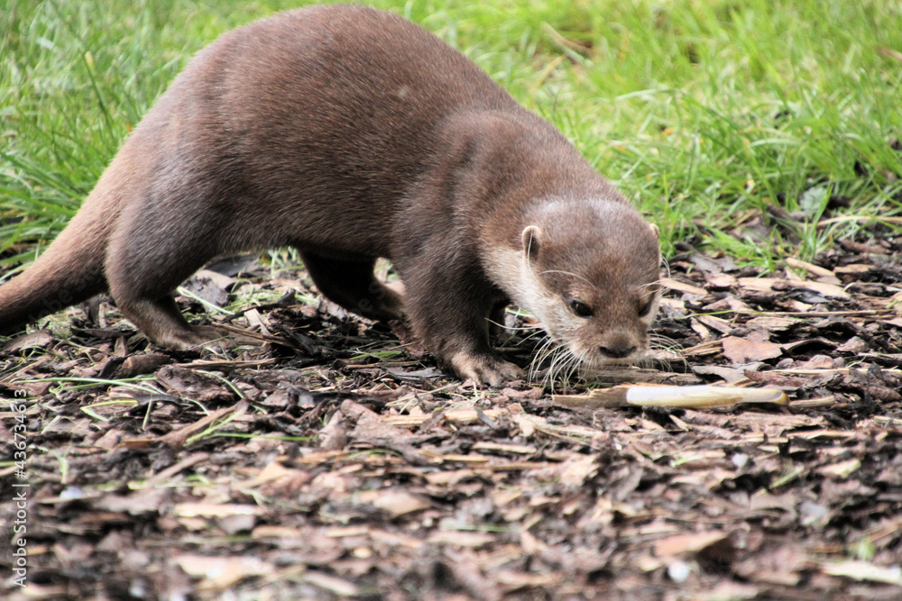 A close up of an Otter A close up of an Otter
