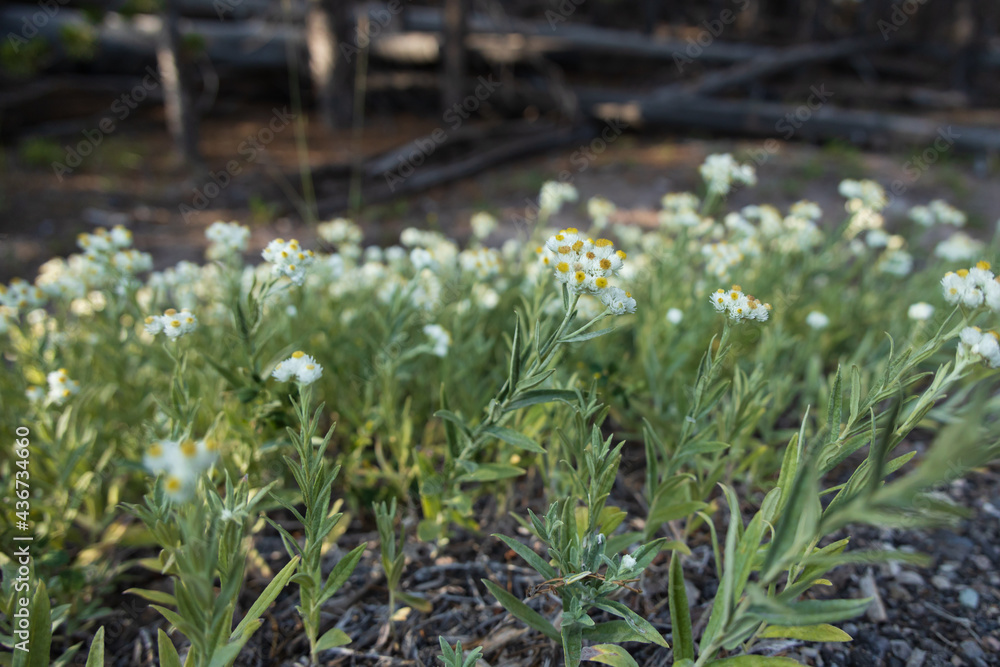 Fototapeta premium White wildflowers close-up