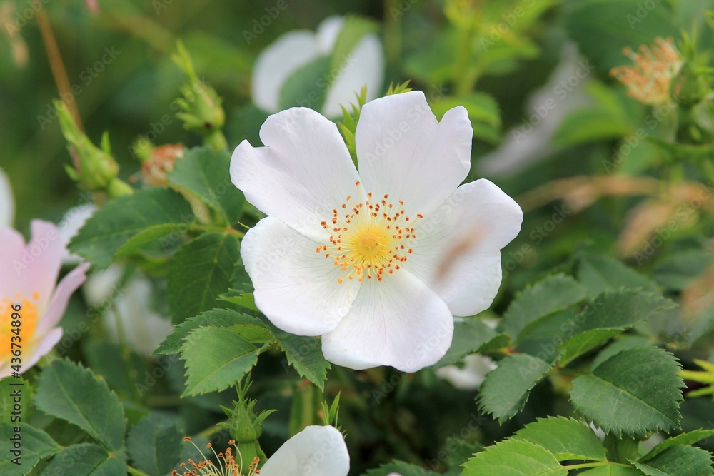 Obraz premium Delicate pink wild rose flowers close up