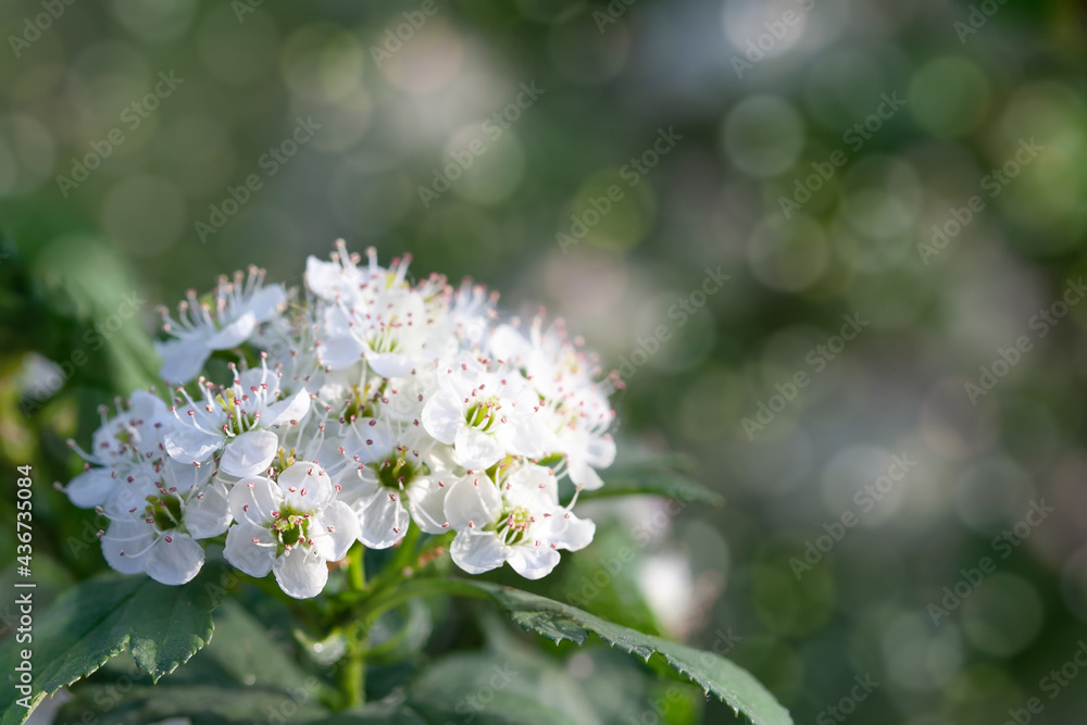 hawthorn flowers on a dark green background with bokeh. Spring background with white flowers and copy space hawthorn flowers on a dark green background with bokeh. Spring background with white flowers and copy space
