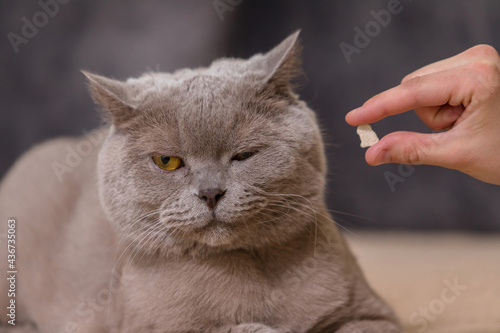 The owner hands his cat a treat. The cat with a displeased face looks to the side.