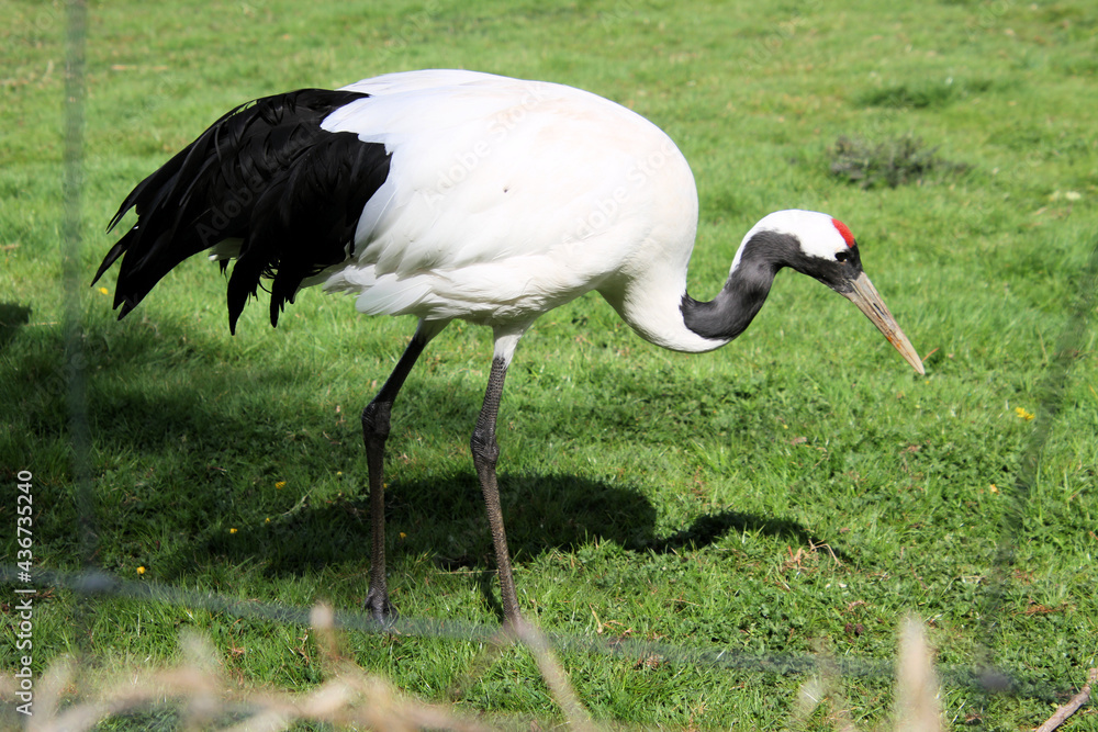 Naklejka premium A close up of a Red Crowned Crane