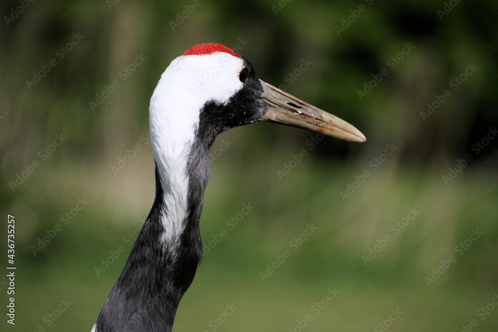 Fototapeta premium A close up of a Red Crowned Crane