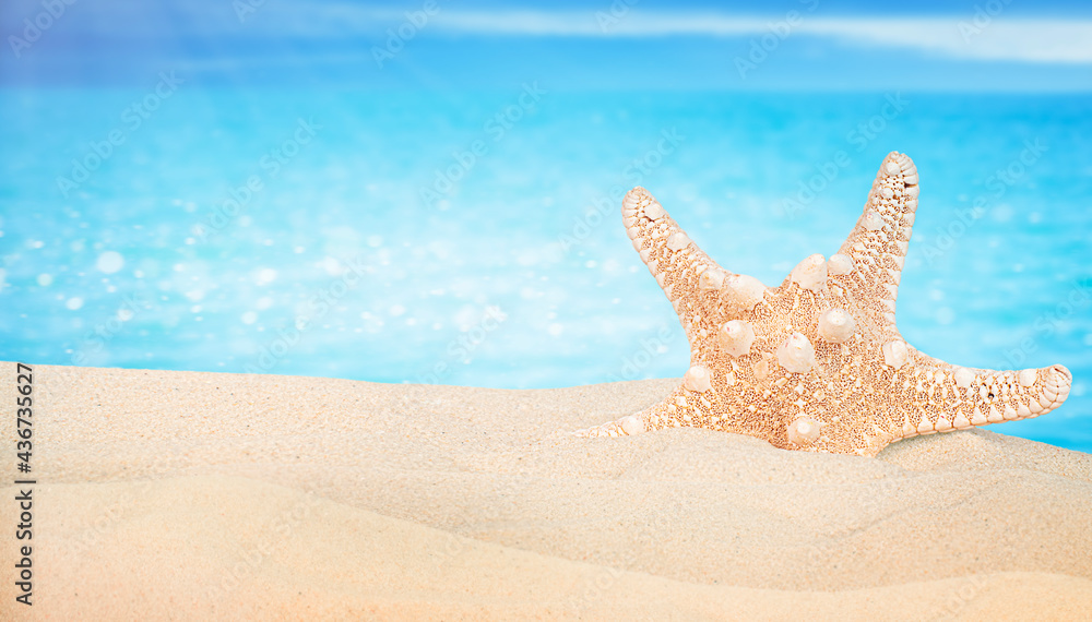 starfish in the sand against the background of the sea starfish in the sand against the background of the sea
