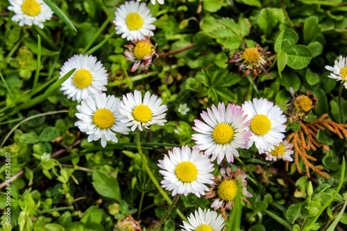 Lawn with daisies. A group of beautiful daisy flowers on the lawn. Lawn daisies. Bellis perennis.