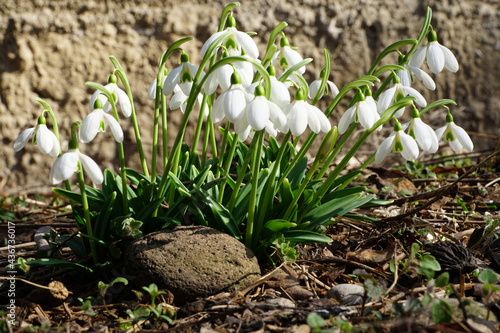 Close-up of bush of March snowdrop Galanthus bortkewitschianus with white flowers photo