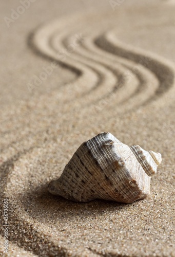 Close-up, seashell on natural sand, patterns in the form of lines. Summer concept. Blur. Selective focus. 