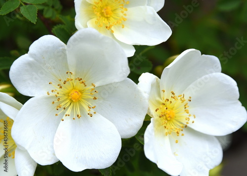 Weiß blühende Heckenrose