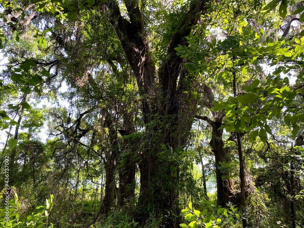 Fototapeta premium Beautiful Tree