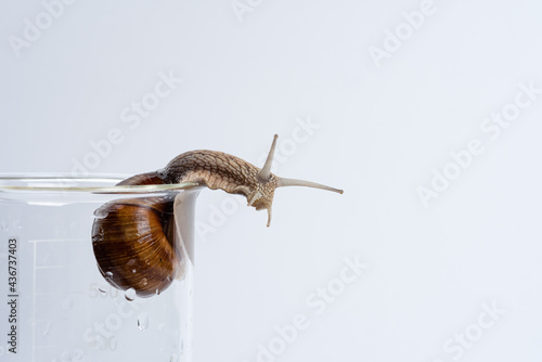 Large grape snail isolated on a glass medical jar on a white background.