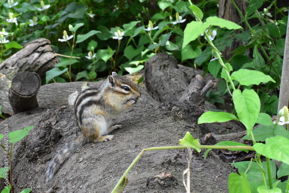 Obraz premium シマリス