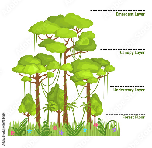 Cartoon Color Layers of a Rainforest Jungle with Name Concept Banner Poster Card. Vector