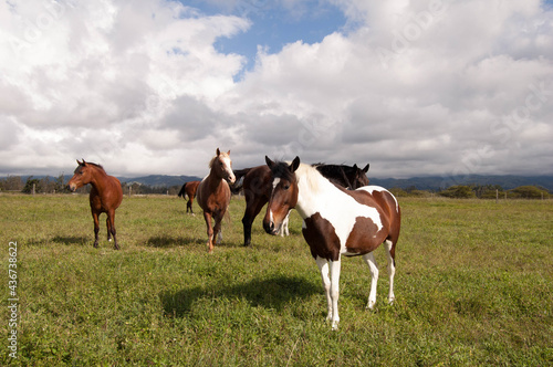 horses standing in a sunny field