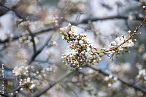 Beautiful branches of white blossoms on the tree. Nature spring background.