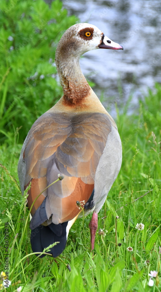 Nilgans am Ufer eines Flusses Nilgans am Ufer eines Flusses