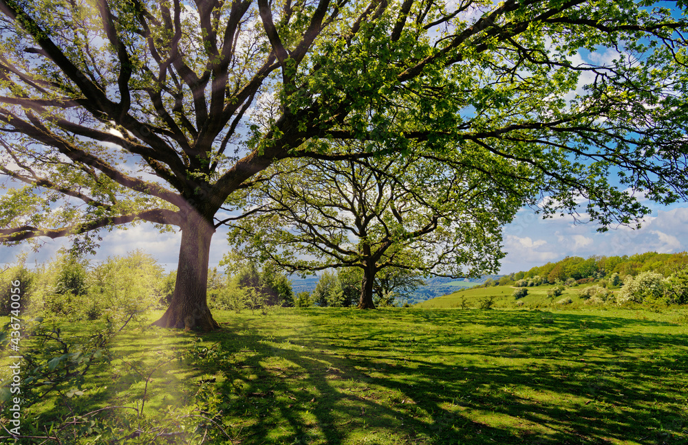 North Downs - Area of Outstanding Natural Beauty, Surrey, UK