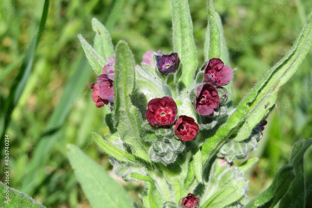 Cynoglossum flowers in the meadow on natural green background, closeup Cynoglossum flowers in the meadow on natural green background, closeup
