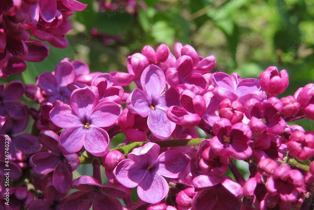 Beautiful purple lilac flowers in the garden, closeup
