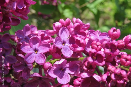 Beautiful purple lilac flowers in the garden  closeup