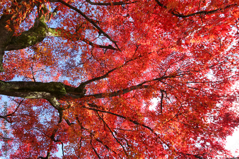 真っ赤な日本楓の紅葉 真っ赤な日本楓の紅葉