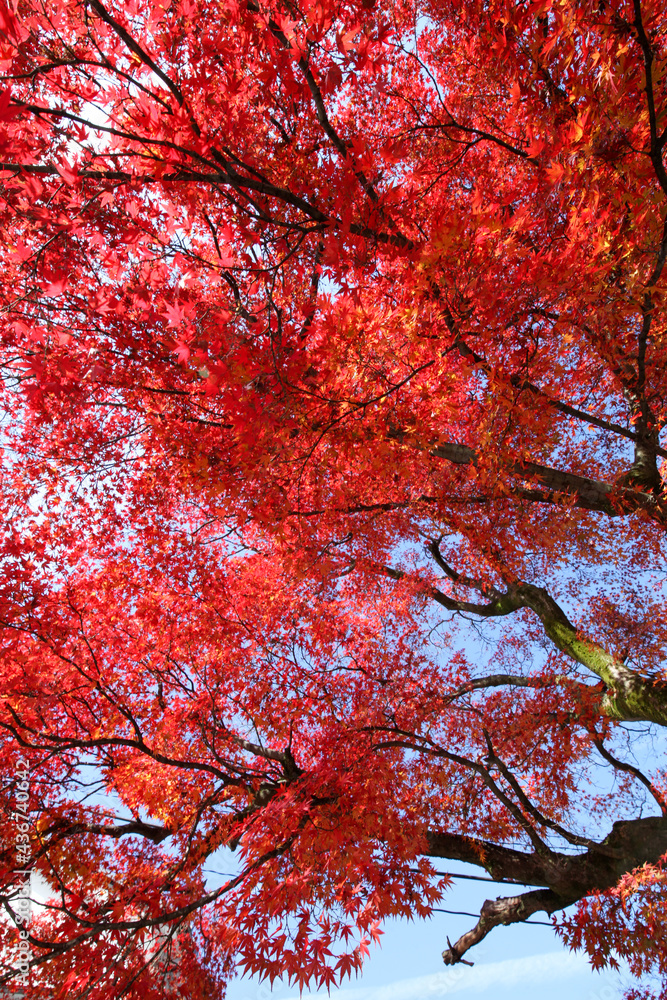 真っ赤な日本楓の紅葉