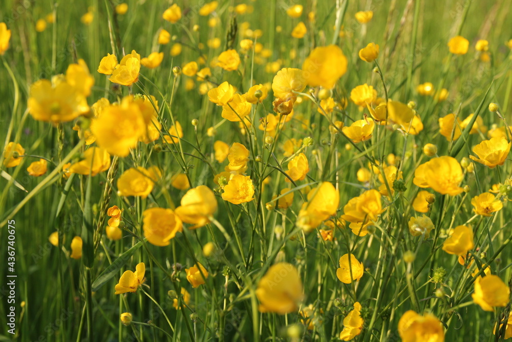 Fototapeta premium a lot of beautiful yellow buttercups in a green meadow in springtime