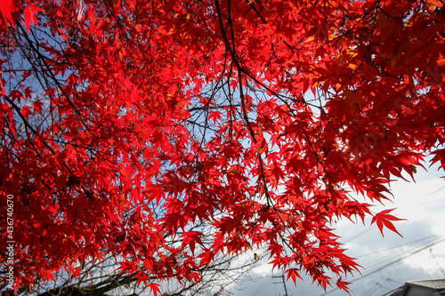 真っ赤な日本楓の紅葉