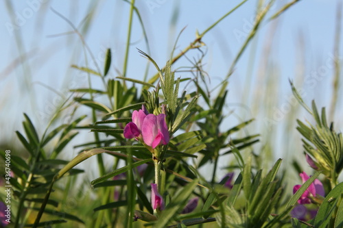 фотографія a vetch with green leaves and purple flowers closeup in a natural grassland in s