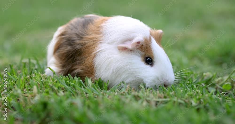 Guinea pig eats green grass walking on the lawn. Guinea pig on green grass in the garden Guinea pig eats green grass walking on the lawn. Guinea pig on green grass in the garden