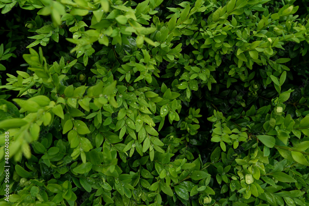 Green branches and leaves of the bush in the drops of spring rain Green branches and leaves of the bush in the drops of spring rain