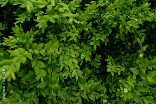 Green branches and leaves of the bush in the drops of spring rain