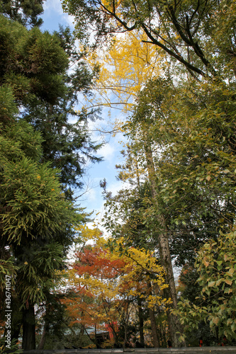 京都、上御霊神社の秋景色