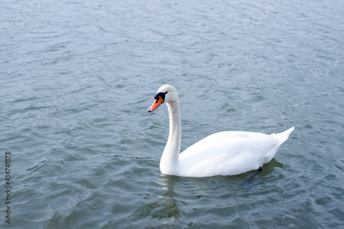 A white swan floats on a lead-colored water surface