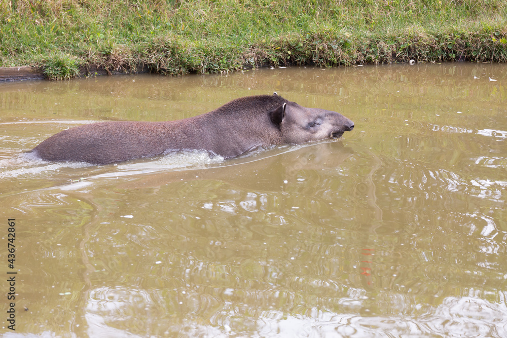 Fototapeta premium The lowland tapir, also known as tapir, is a perissodactyl mammal of the Tapiridae family and Tapirus genus. It occurs from southern Venezuela.