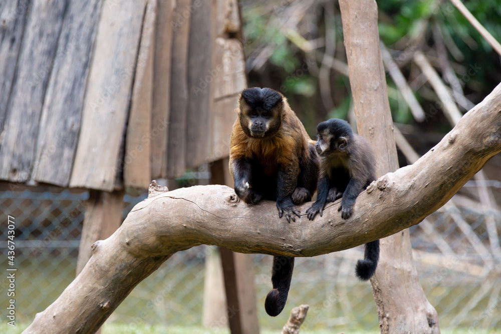 Foto de Macaco Cebo África Do Sul e mais fotos de stock de Macaco-prego -  Macaco-prego, Macaco, Macaco Cebo - iStock