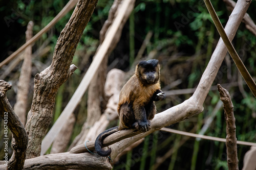 O macaco-prego-do-peito-amarelo é uma espécie de macaco-prego, um macaco do Novo Mundo, da família Cebidae. photo