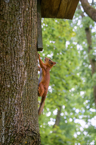 Squirell on the tree in the park. Minsk, Belarus