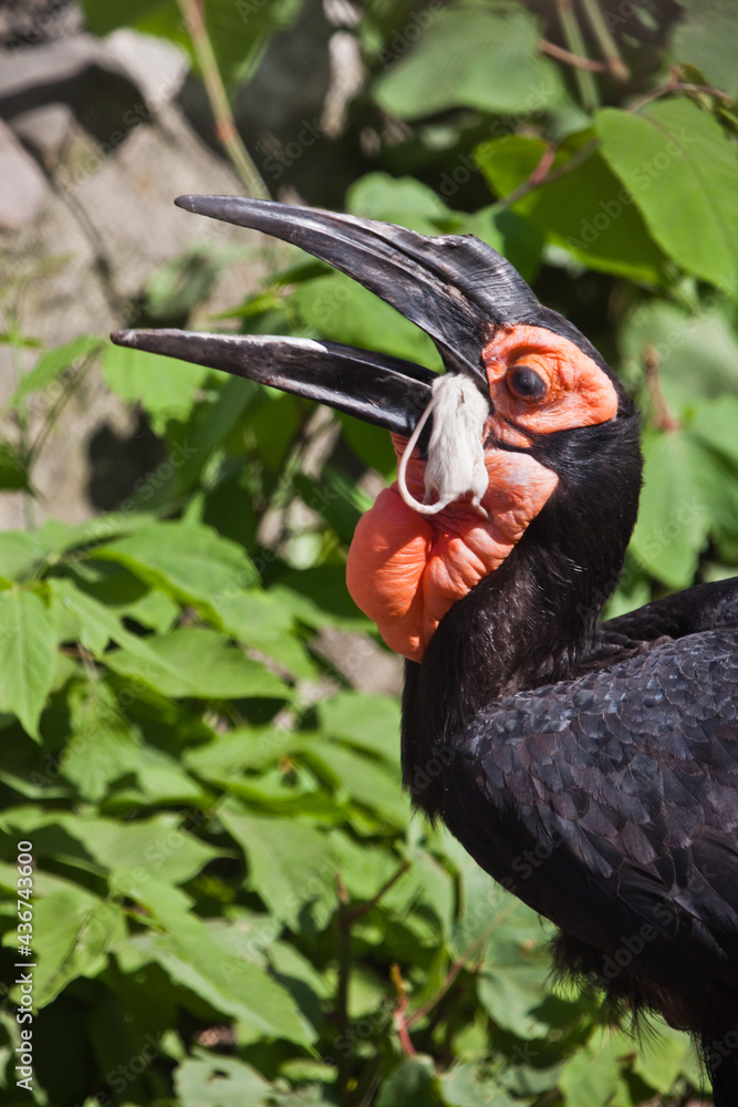Φωτογραφία kaffir raven close-up swallows prey of a rodent against a of green foliage