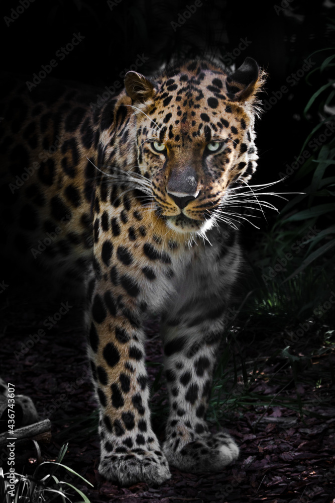 Far Eastern, Amur leopard in the night forest Lost thicket of the forest powerful animal in front of full face black Far Eastern, Amur leopard in the night forest Lost thicket of the forest powerful animal in front of full face black